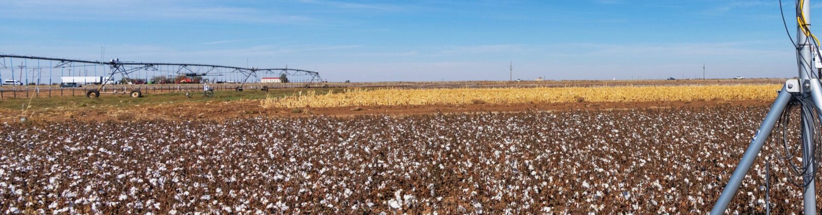 Cotton in Amarillo