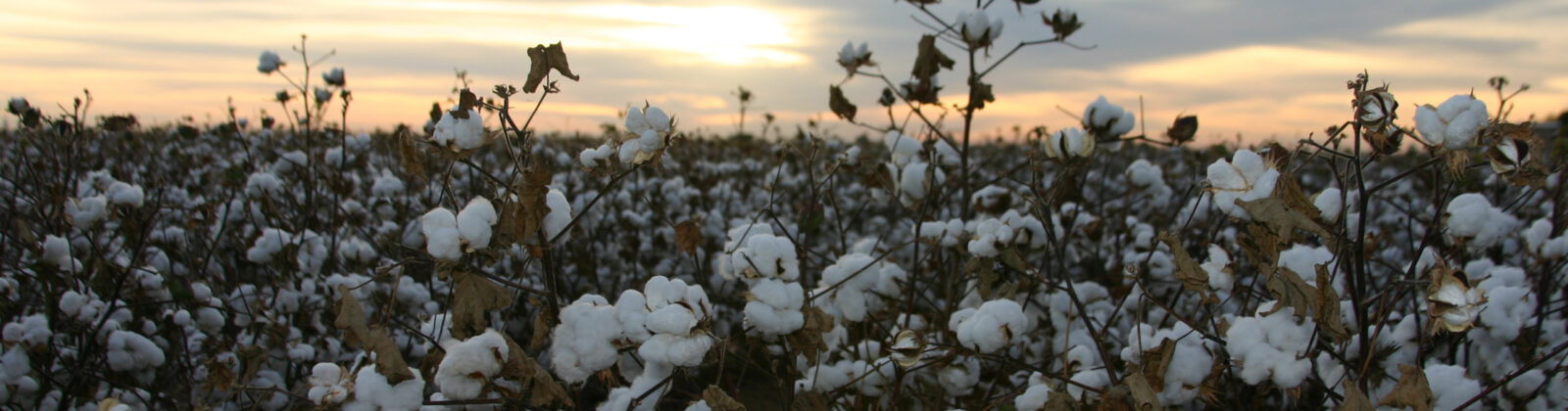 Cotton in the Evening